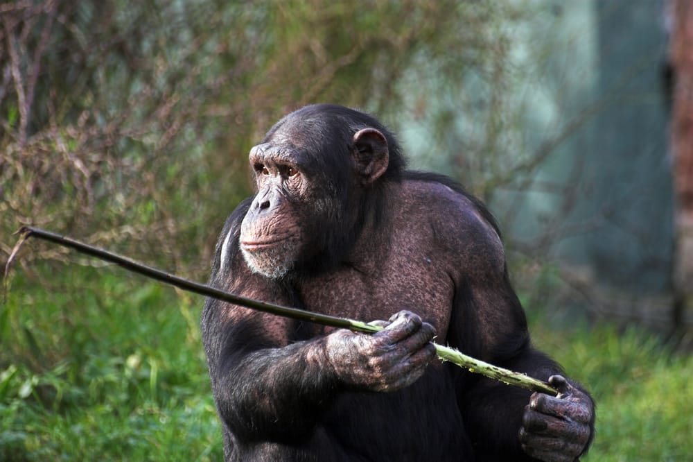 gorilla