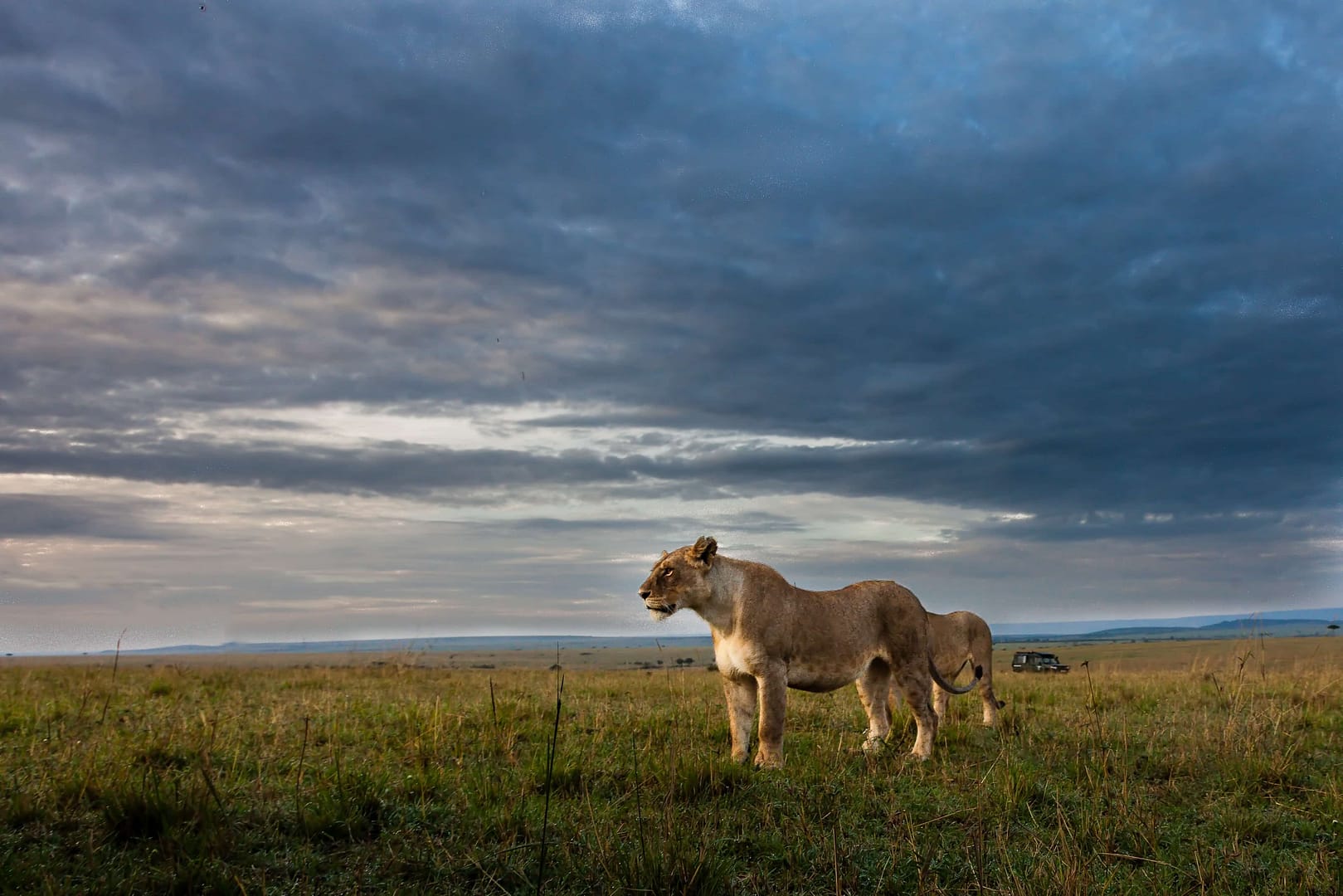 ruaha anational park